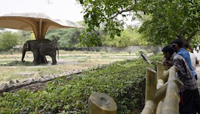 Delhi Zoo implements Ayurvedic remedies to keep animals disease-free in monsoon