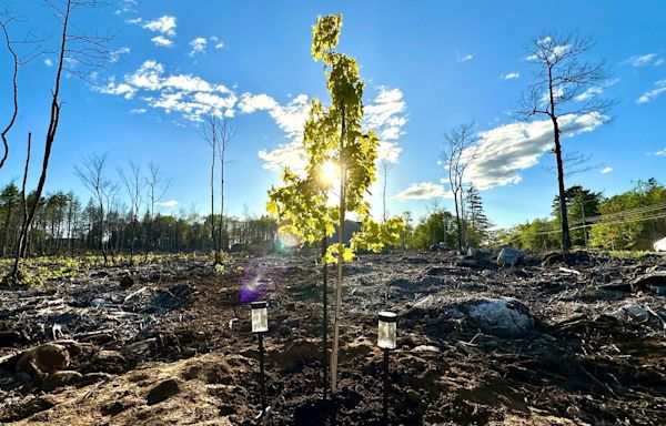 N.S. community hard hit by wildfire plants symbolic trees