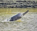 Ganges river dolphin