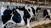 US reports fourth human case of bird flu linked to cows