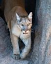 Puma (genus)