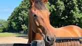 'He's A Real Dude': Catching Up With Kentucky Derby Runner State Of Honor At LongRun