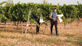 Desarrollo Rural amplía la investigación para adaptar los viñedos al cambio climático y mejorar la calidad del vino