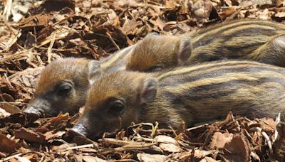 Rare stripey piglets born in breeding programme