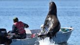 Watch: Panicked sea lion seeking safe haven nearly capsizes boat