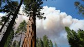Threat to Yosemite's centuries-old sequoia grove 'greatly reduced,' though risk remains