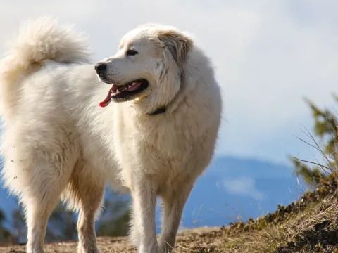 160-Pound Dog Carried Down Oregon Mountain by Firefighters