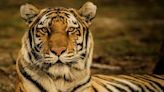 Chhattisgarh Government Announces Plan For A New Tiger Reserve