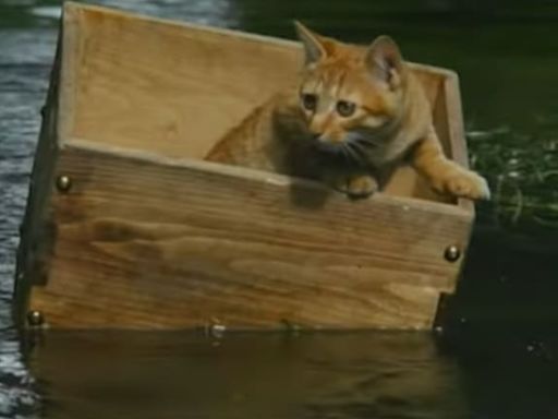 Las aventuras de Chatrán: el film empañado por denuncias de maltrato animal y la duda atroz sobre los gatos que murieron en el rodaje