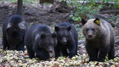 Ecologists outraged as authorities kill dozens of bears in Slovakia