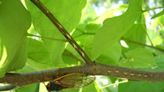 What's all the buzz about? Here's what to know about cicada swarms emerging this summer