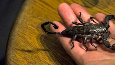 Tier ist schwanger - „Höchstwahrscheinlich sehr giftig“: Paar hat nach Reise Skorpion in der Wohnung