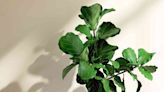Caring for Your Fiddle Leaf Fig Will Be Easy With This Guide