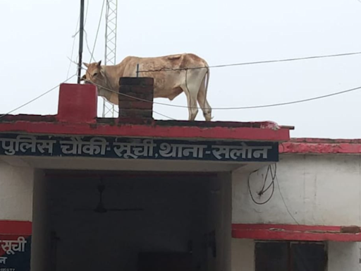 UP: Bull climbs Atop Police Outpost’s Roof In Rae Bareli, Video Goes Viral