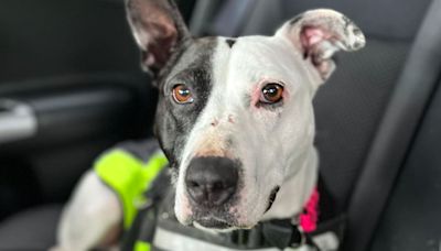 Scotland’s loneliest dog finds home with family who fell in love at first sight