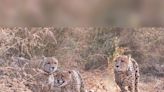 Kuno National Park: Cheetah trackers in Kuno refuse to kill goats over religious beliefs