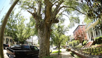 Wilmington to chop down dozens of street trees, including mature oaks along Market Street