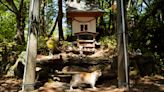 Shrine honors cats at a Japanese island where they outnumber humans