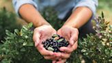 Givaudan’s wild blueberry extract reduces postprandial fatigue: Study