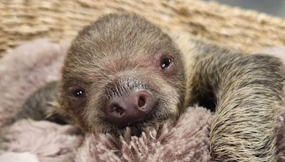 Roger Williams Park Zoo shares the passing of Nicko, baby two-toed sloth | ABC6