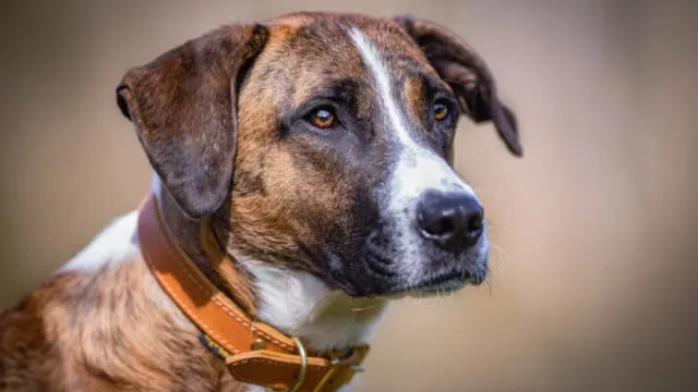 Hiker Helps Rescue Dog From Side of Mountain in Arizona