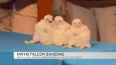 Mayo bands baby peregrine falcons