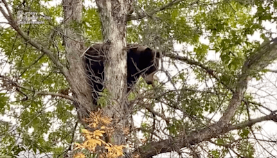 Black bear relocated after wandering into Belgrade