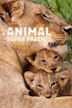 Animal Super Parents