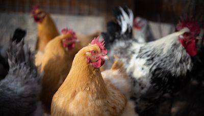 Economist expects an increase in egg prices if bird flu worsens in Colorado