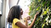 How to create a living plant wall in your own garden