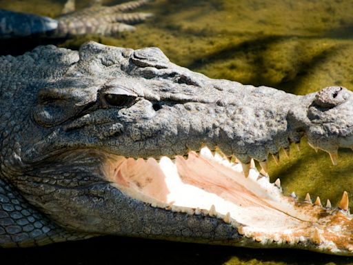 Body found in search for child missing in croc attack