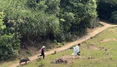 豬追人！遊客塔門露營遭野豬狂追 通山跑足半分鐘靠1招脫險