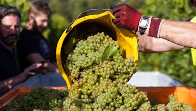 The U.K.’s largest winemaker is planning a major expansion as business bubbles over, thanks to climate change