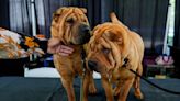 Dog Show 101: What's what at the Westminster Kennel Club