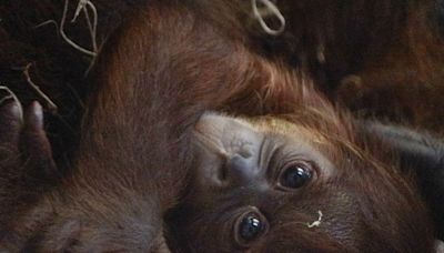 Philadelphia Zoo welcomes baby orangutan. This cutie is a real rarity. Here's why