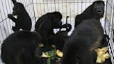 Heat-related monkey deaths are now reported in several Mexican states - WTOP News