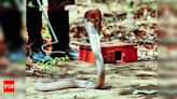 48 Snakes Rescued Monthly in Chandigarh | Chandigarh News - Times of India