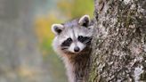 A raccoon in Bluffton tests positive for rabies