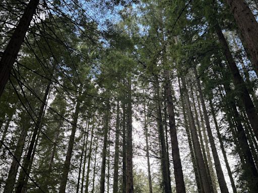 Arbor Day: How a Nebraska editor and Richard Nixon, separated by a century, gave trees a day