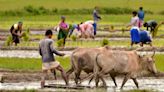 Maharashtra Announces Rs 1,700 Crore Aid For Farmers Affected By Rainfall