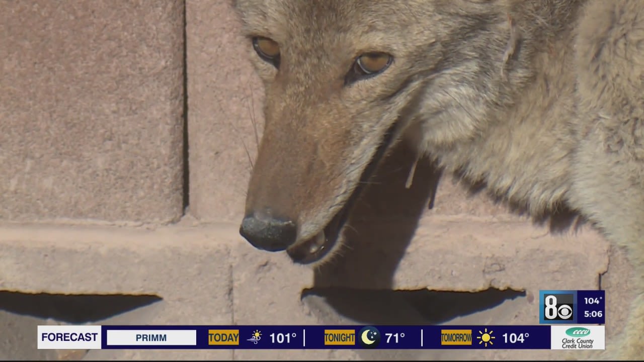 Wildlife officials issue coyote warning after 2 women bitten in Henderson