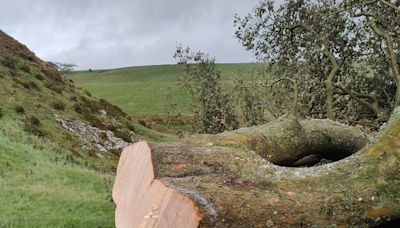 Dos acusados de talar el "árbol de Robin Hood" en Inglaterra