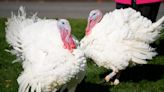 What happens to the turkeys the president pardons?