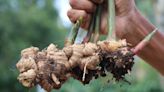 How to grow ginger: expert tips for this spicy cooking ingredient