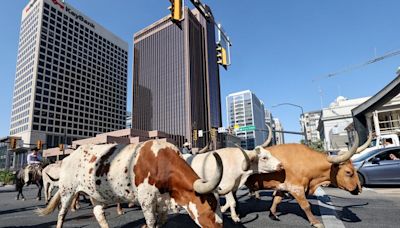 See photos of the Days of ′47 Cattle Drive in Salt Lake City