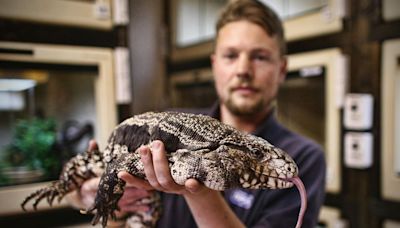 Ten-Foot Alligator Seen Roaming Washington Turns Out To Be Pet Lizard
