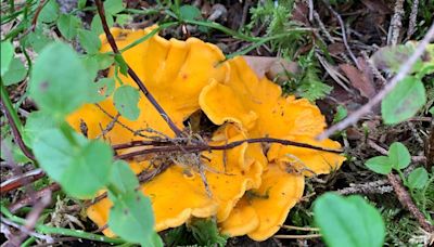 Mushrooms foraged in Sweden could help research Chernobyl fallout