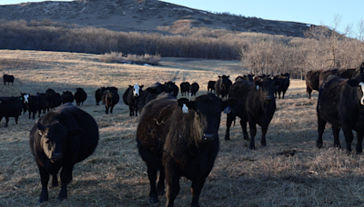 North Dakota group might buy cattle company that owes millions