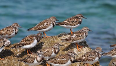 Aves playeras: el impresionante impacto de estas especies en el medio ambiente