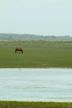 The Wild Ponies of Chincoteague